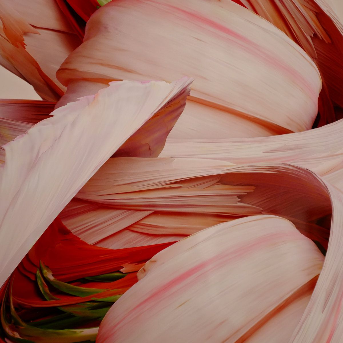 an imaginery flower