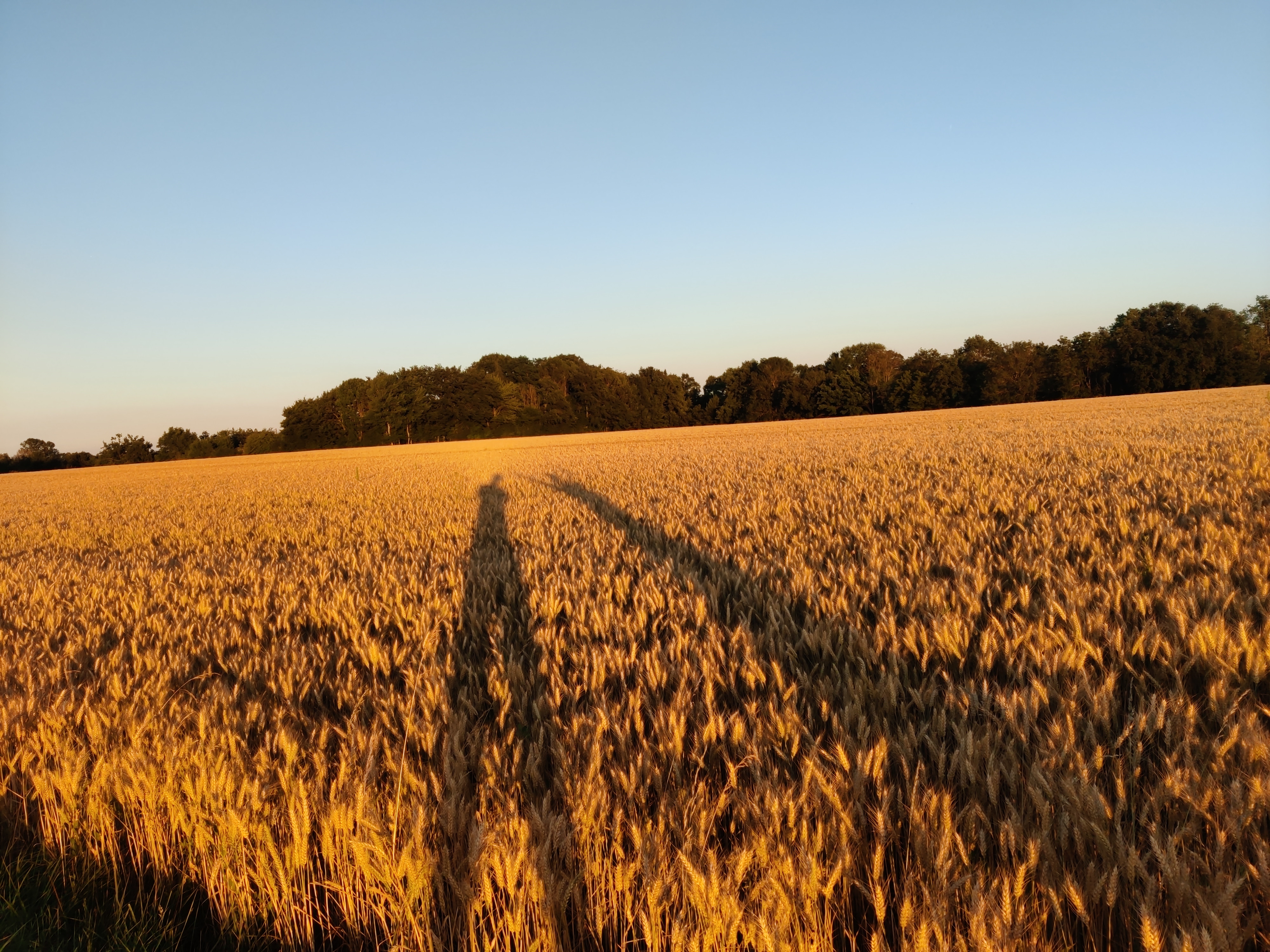 un champs de blé couvert par 2 ombres humaines