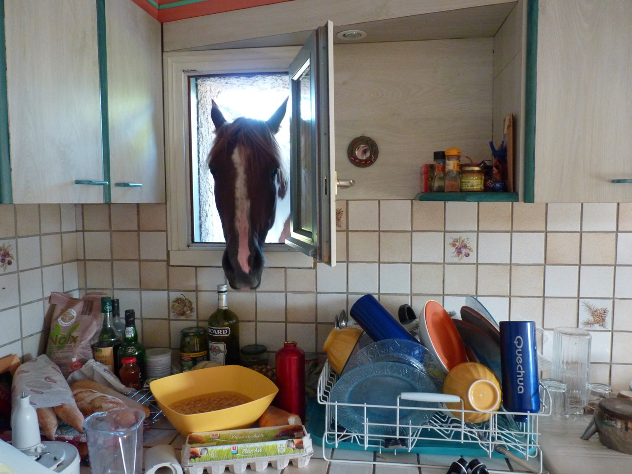 horseInTheKitchen